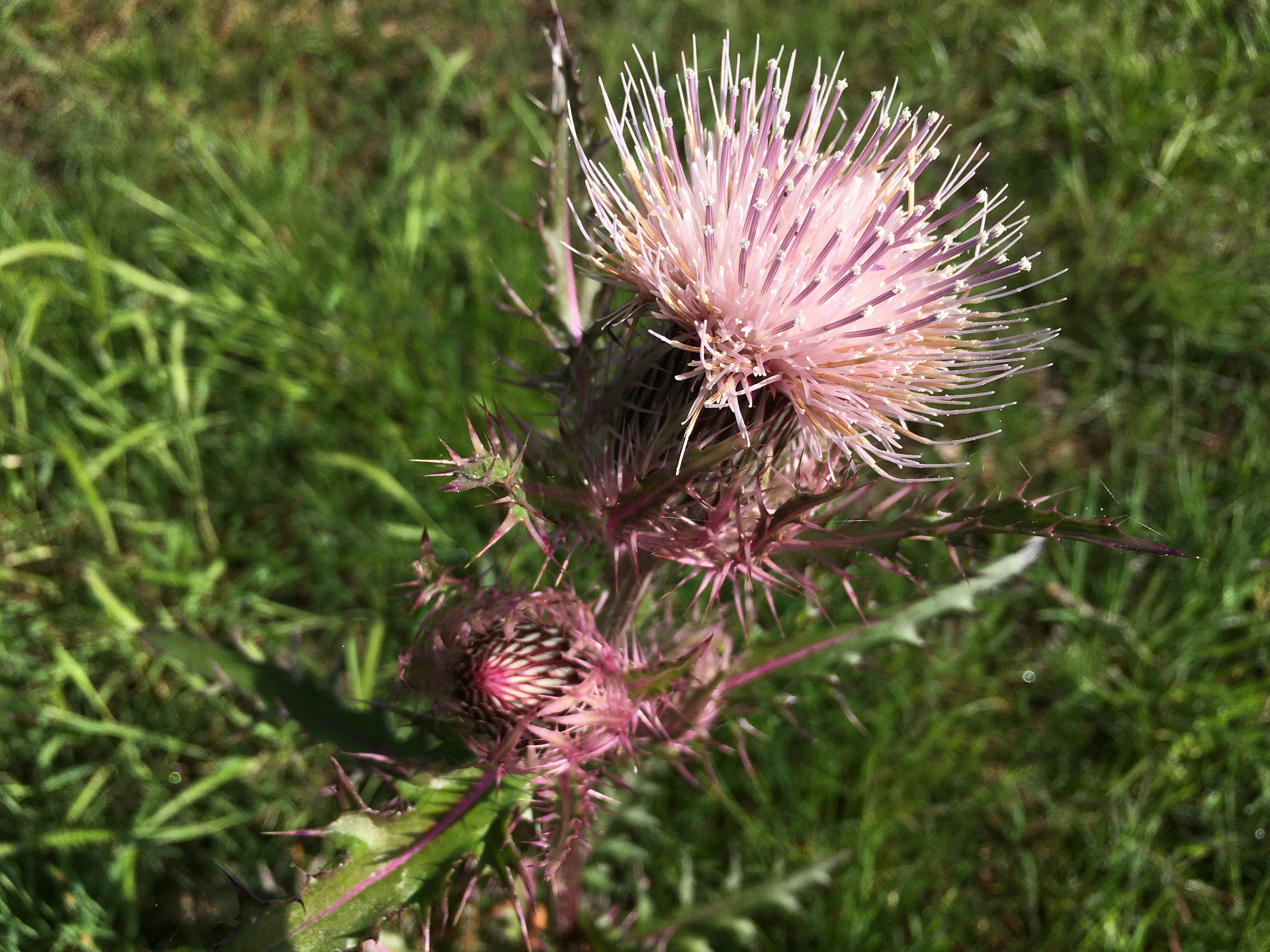 yellow thistle: puffy white and pink blossom atop a stalk with spiny green leaves with pink ribs